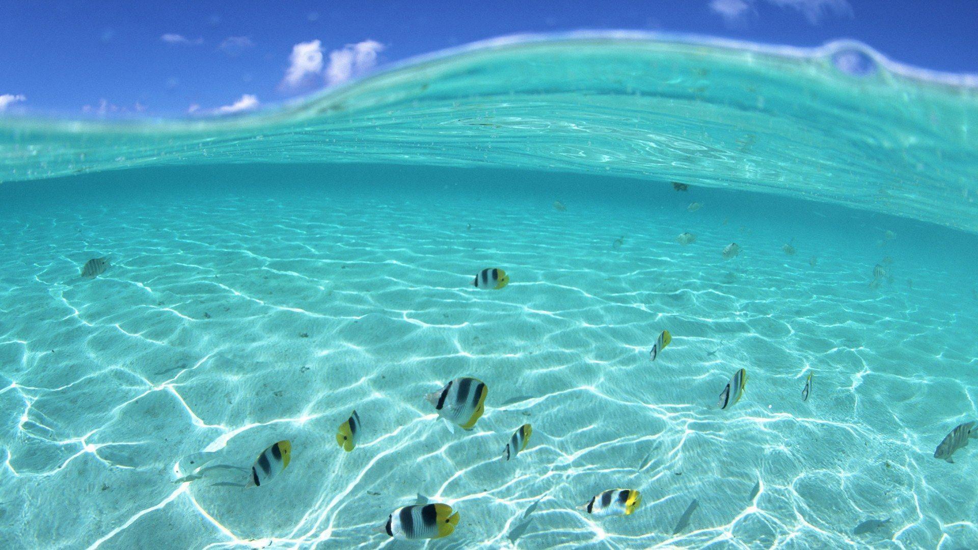 Hawaii Underwater Life Wallpaper Wide or HD