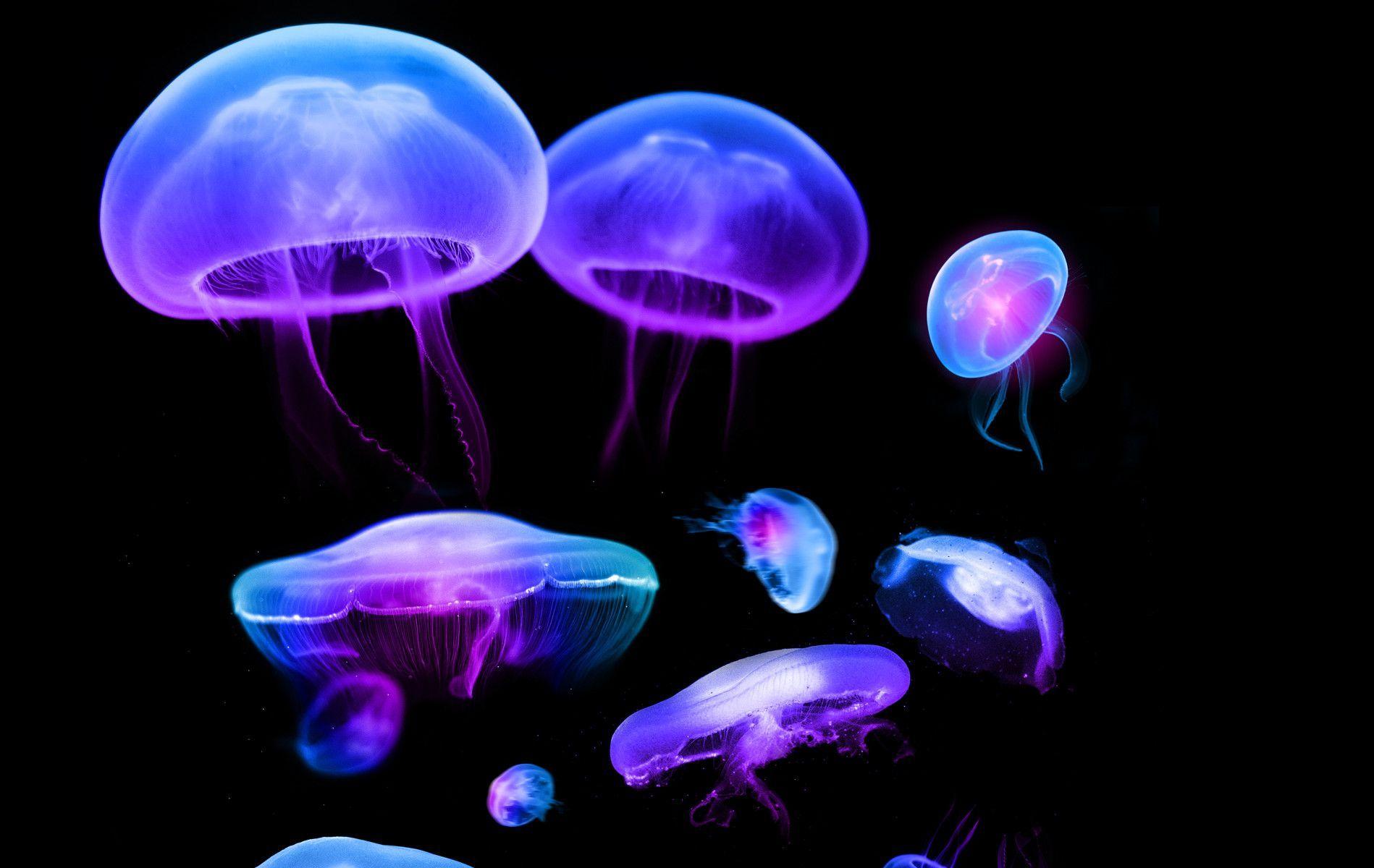 Wallpaper For > Underwater Jellyfish Wallpaper
