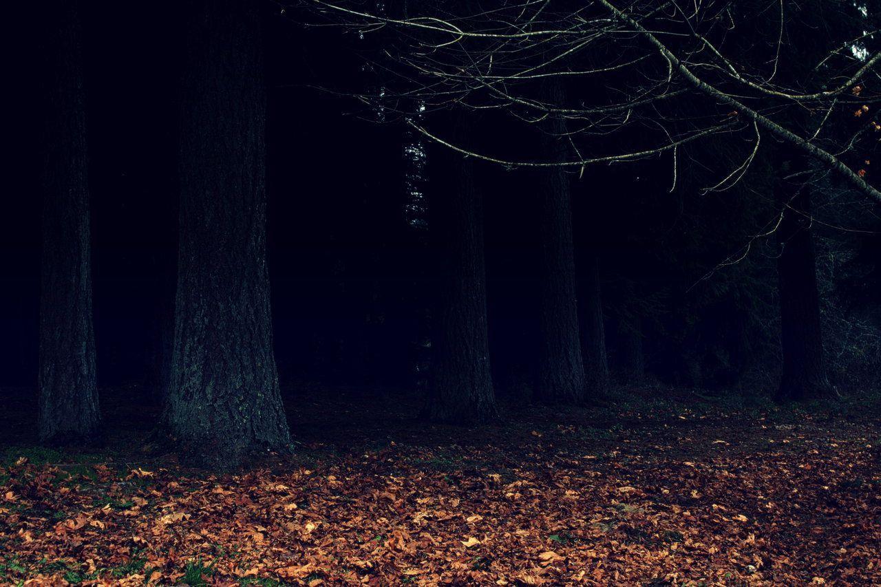 Dark Woods At Night