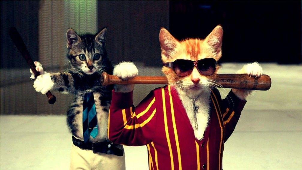 Funny Cats Gangster HD Wallpaper