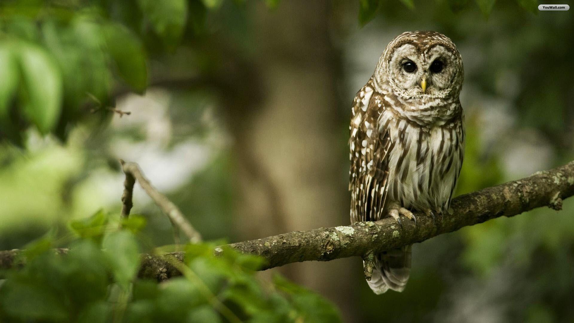 beautiful owl wallpaper Search Engine