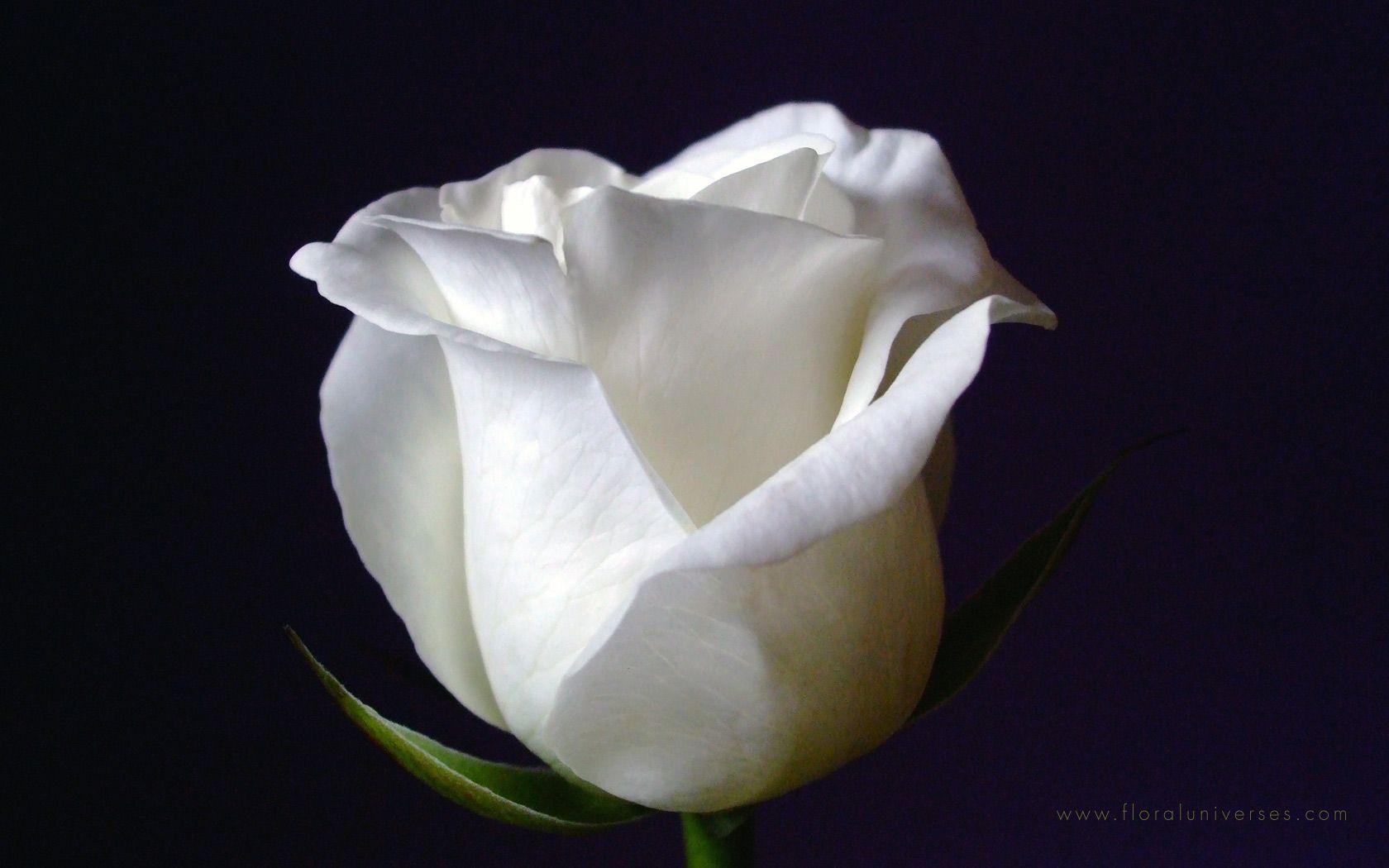 Flowers For > White Rose Wallpaper For Desktop