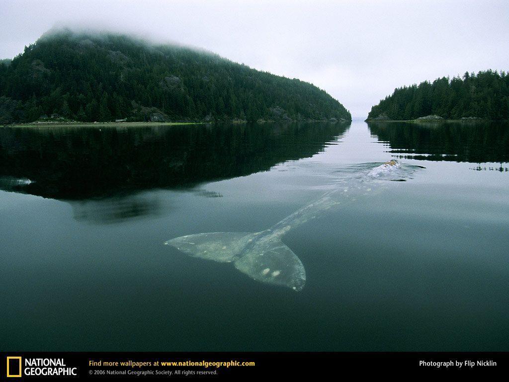 Gray Whale in Grice Bay