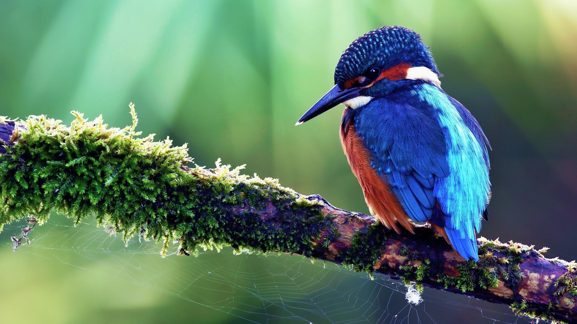 kingfisher HD Wallpaper