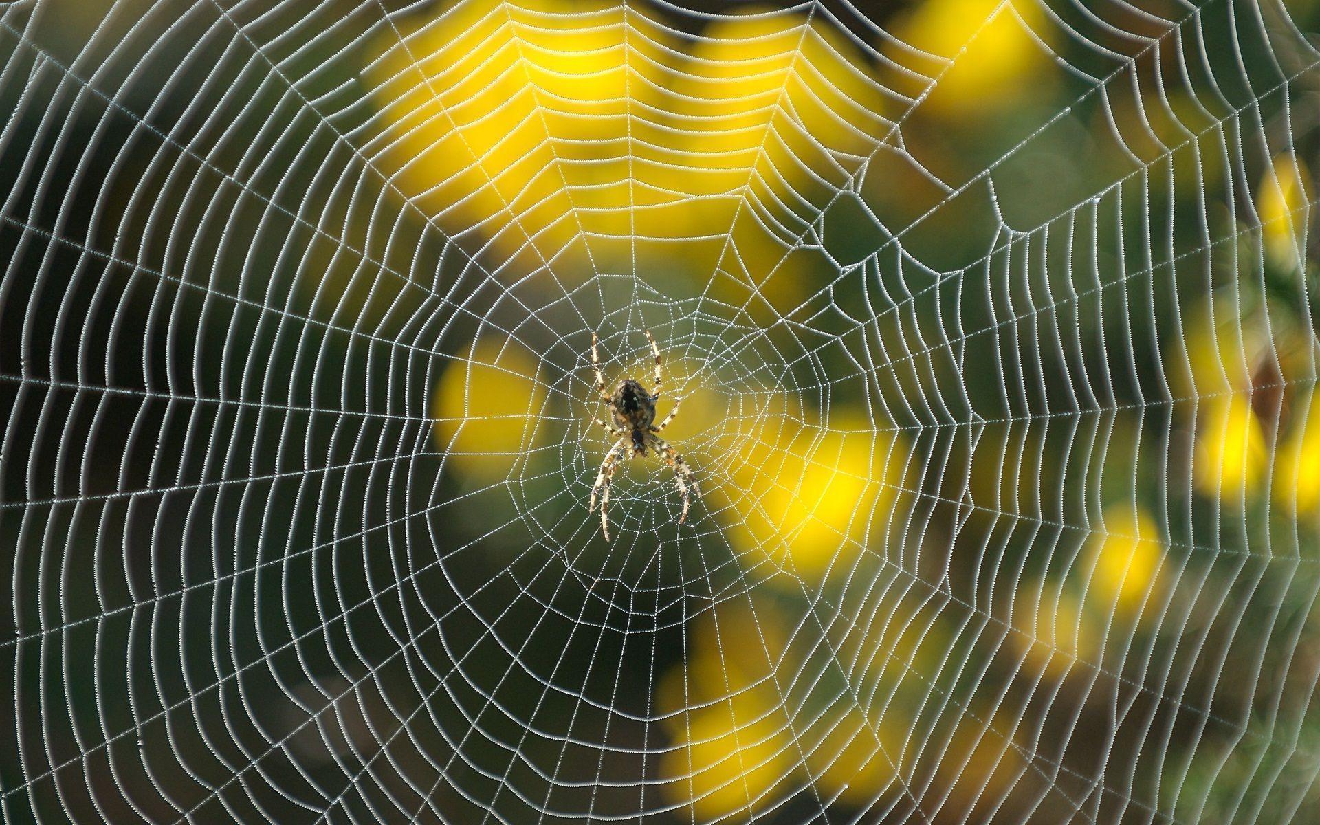 Animals For > Spider Web Wallpaper