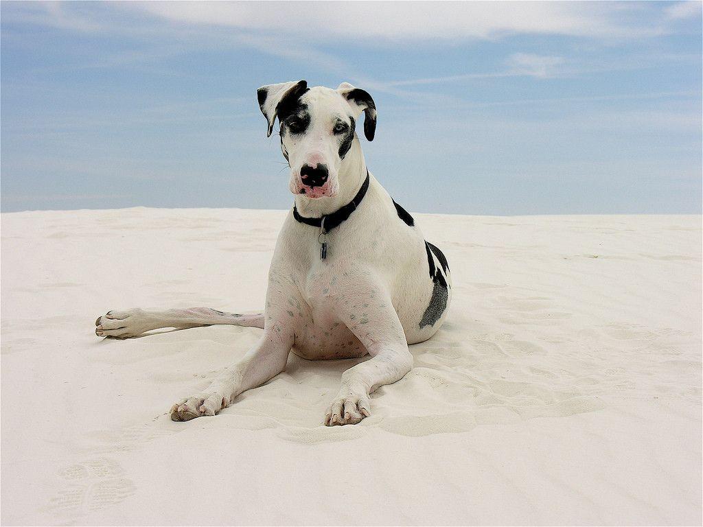 Get to Know the Great Dane Personality