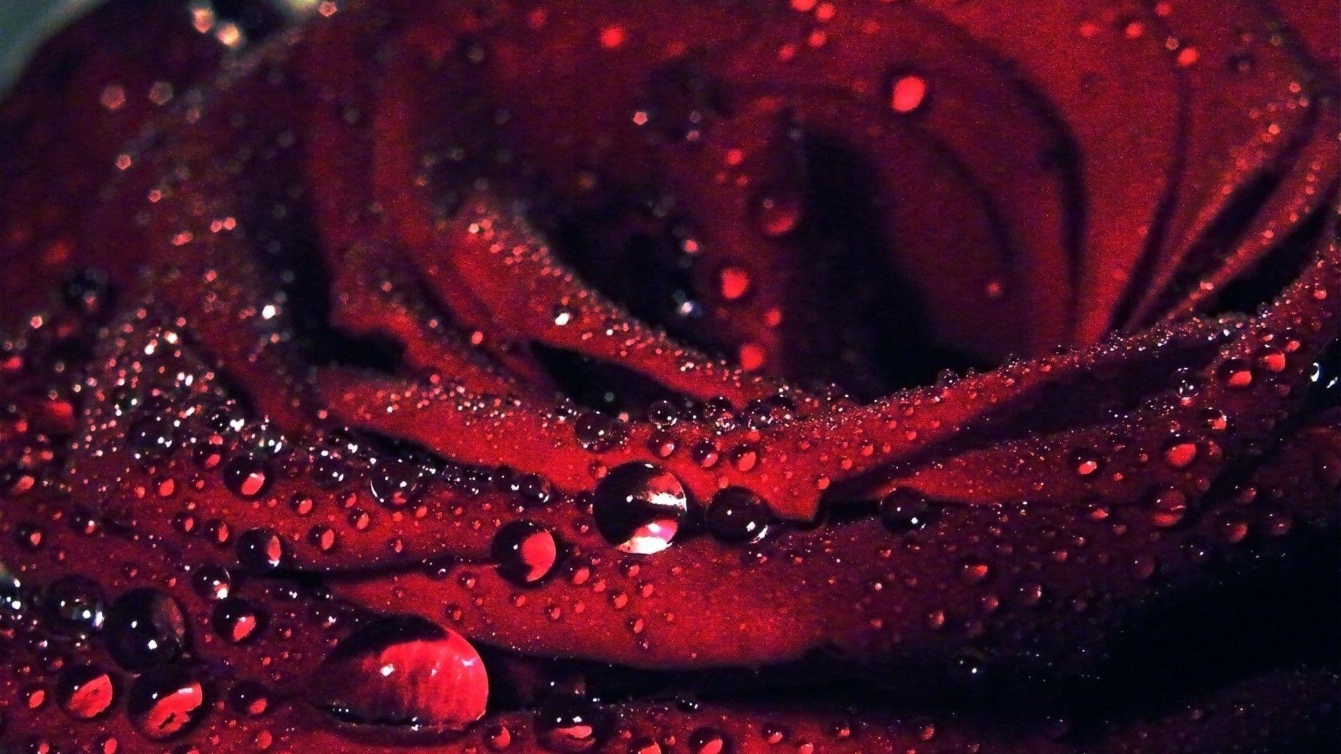 rose flower full red HD wallpaper