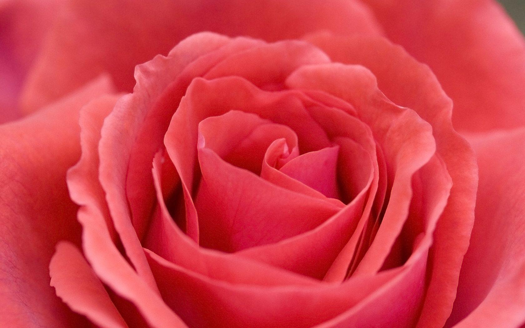 Soft pink Rose image for Background