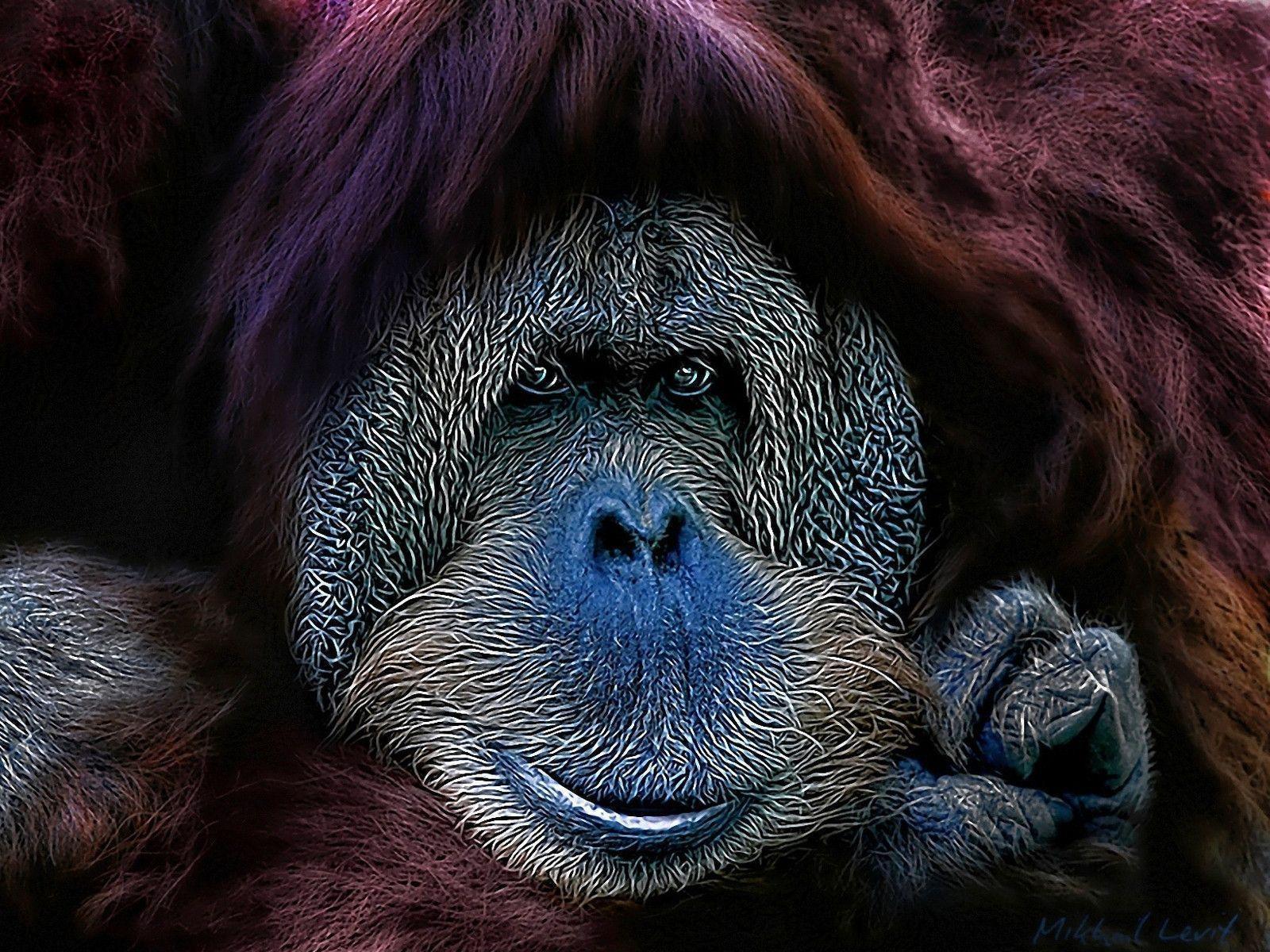 Orangutan Computer Wallpaper, Desktop Background 1600x1200 Id
