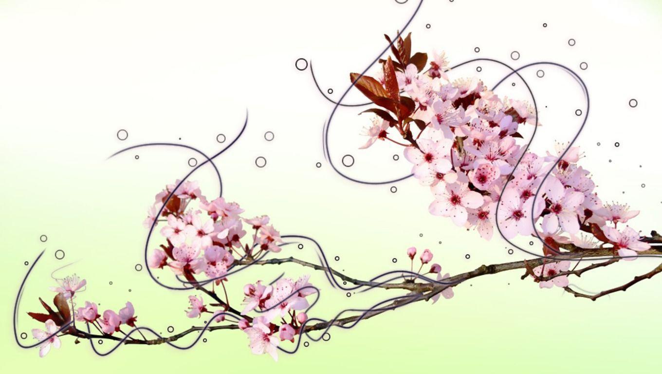 cherry blossom Computer Wallpaper, Desktop Background 1360x768