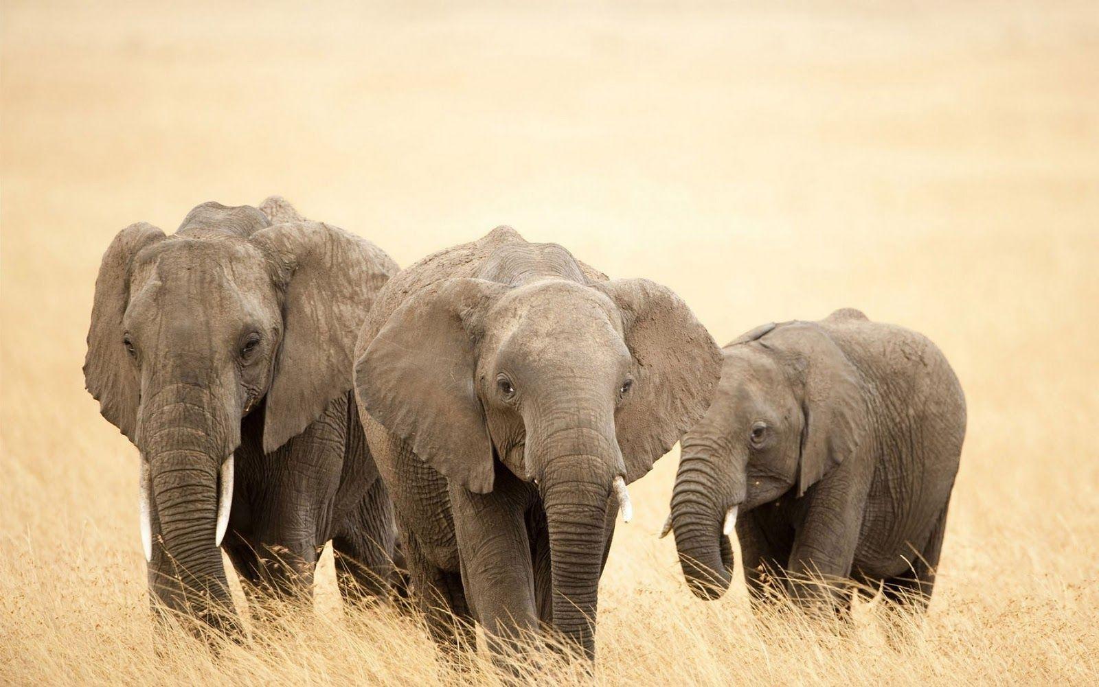 Elephants Wallpaper HD Wallpaper