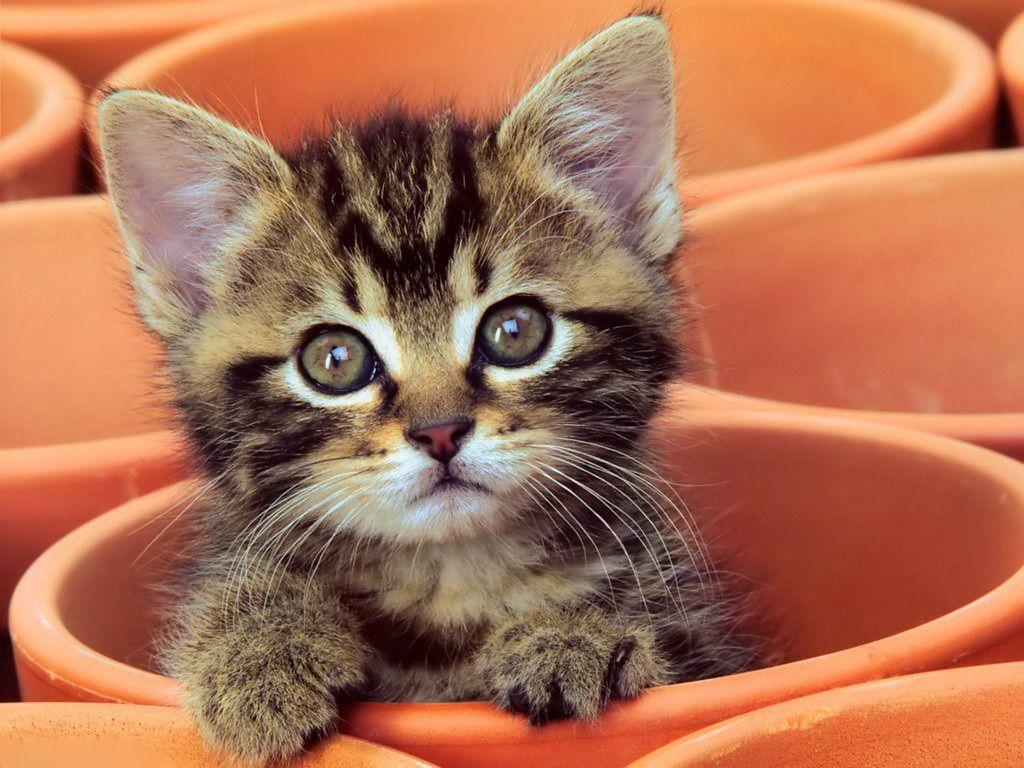 Curious Kitten Desktop Wallpaper. High Quality Wallpaper