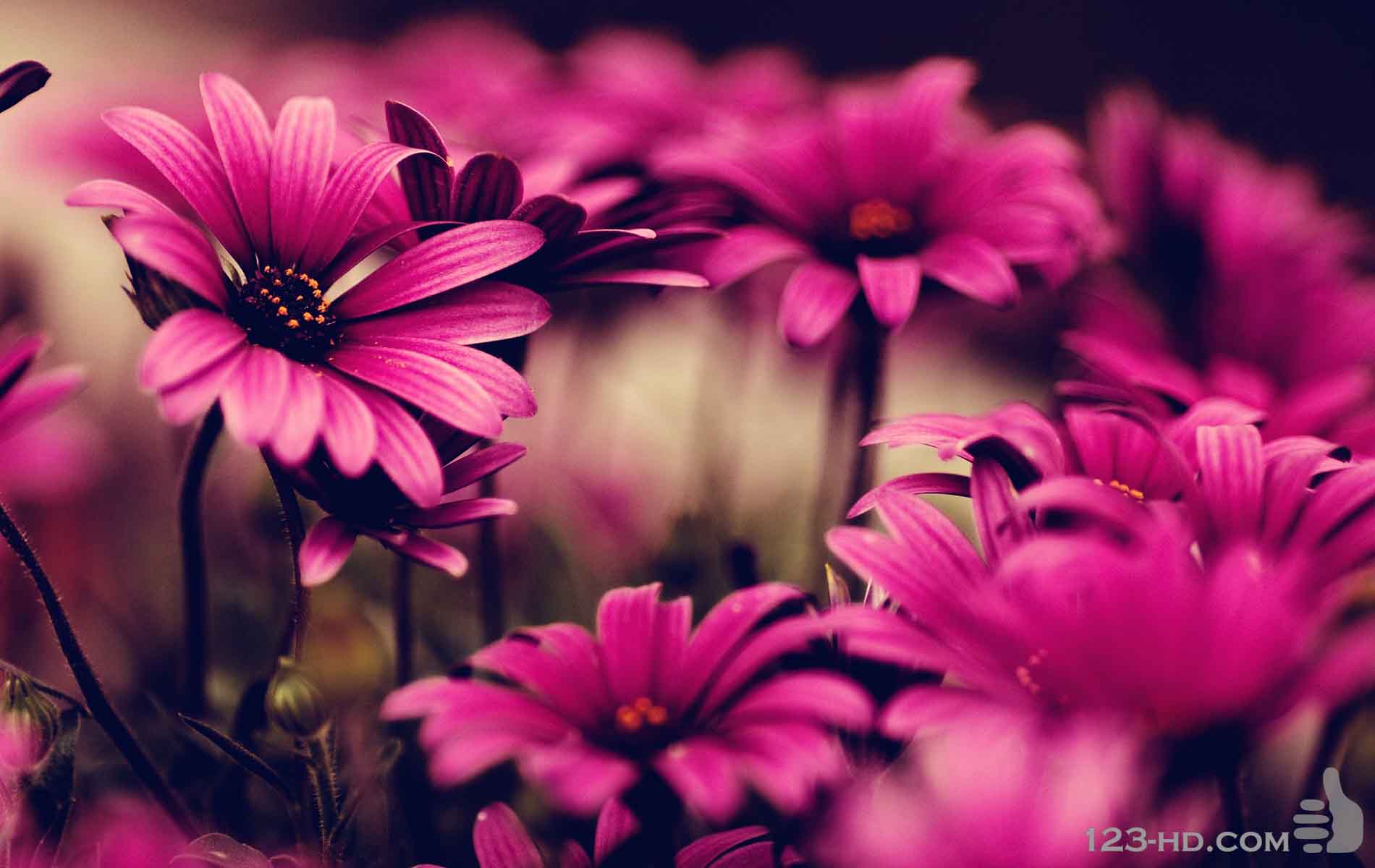 Free download pink daisy colorful flowers pictures pink daisy flowers  wallpapers 1600x1200 for your Desktop Mobile  Tablet  Explore 57 Pink  Daisy Background  Daisy Wallpaper Gerbera Daisy Wallpaper Gerber Daisy  Wallpaper