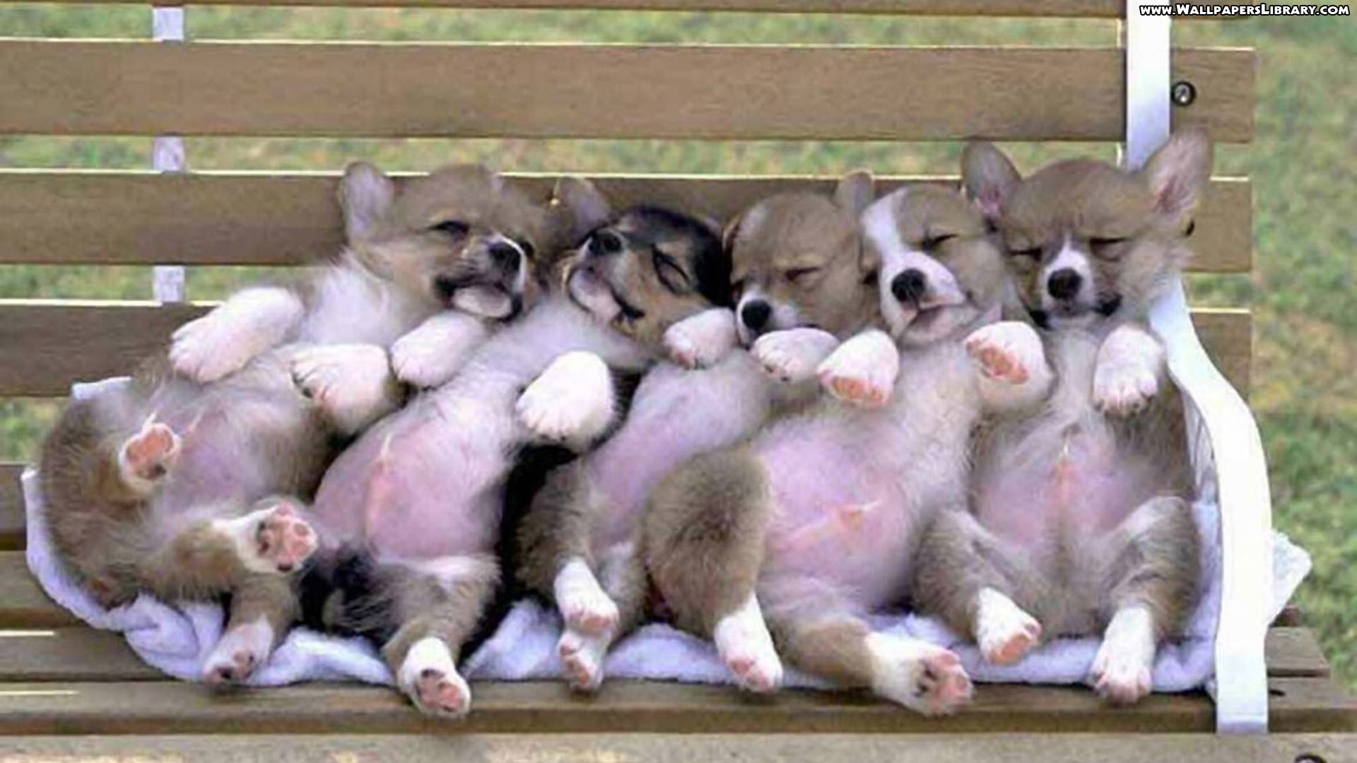 hd wallpaper cute puppies