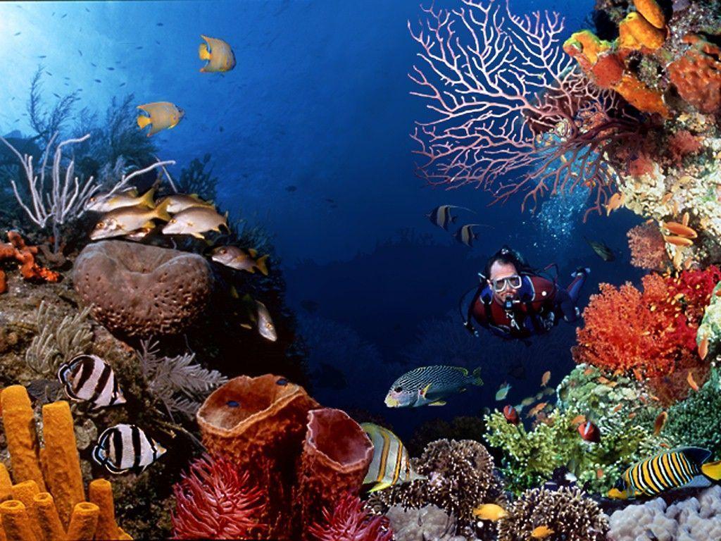 image For > Scuba Diving Coral Reef Wallpaper