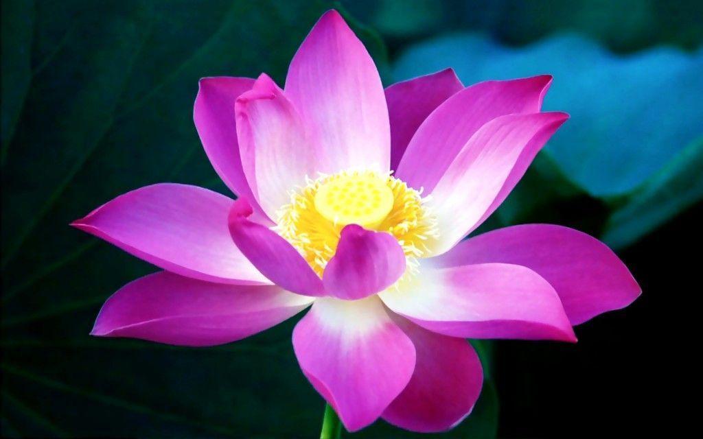 Free Floral Desktop Wallpaper