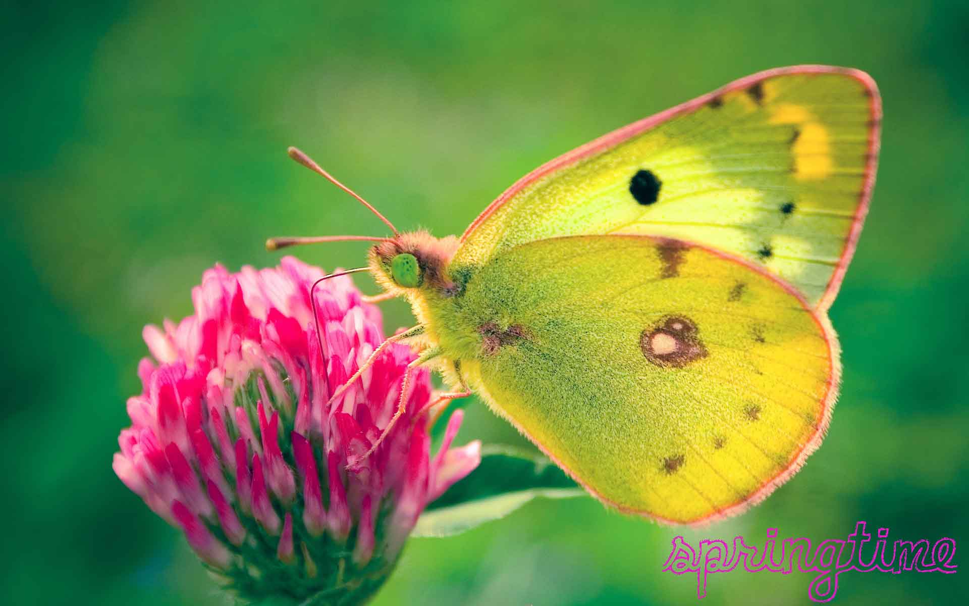 Free Wallpaper desktop wallpaper