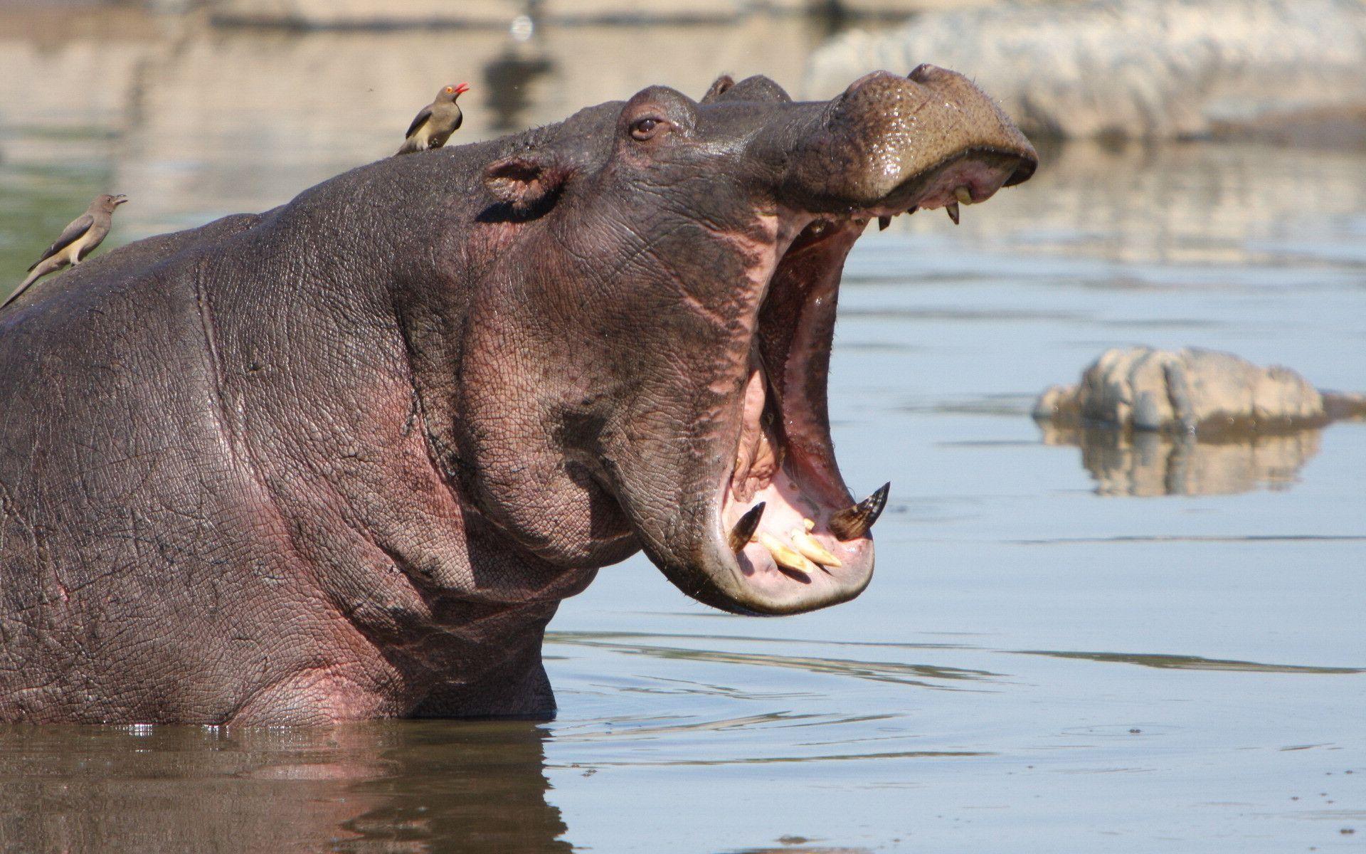 Yawning hippo wallpaper and image, picture, photo