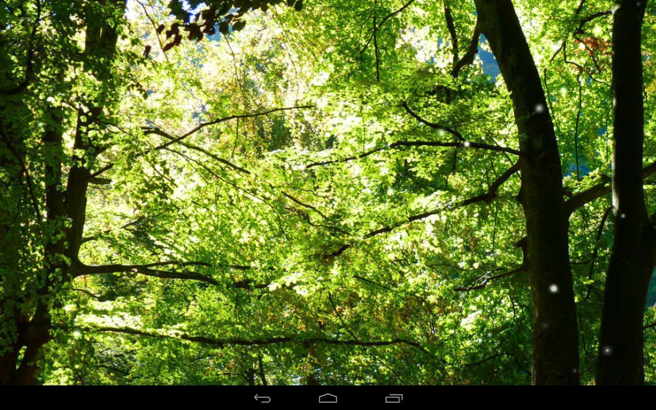 Forest Wallpaper Apps on Google Play