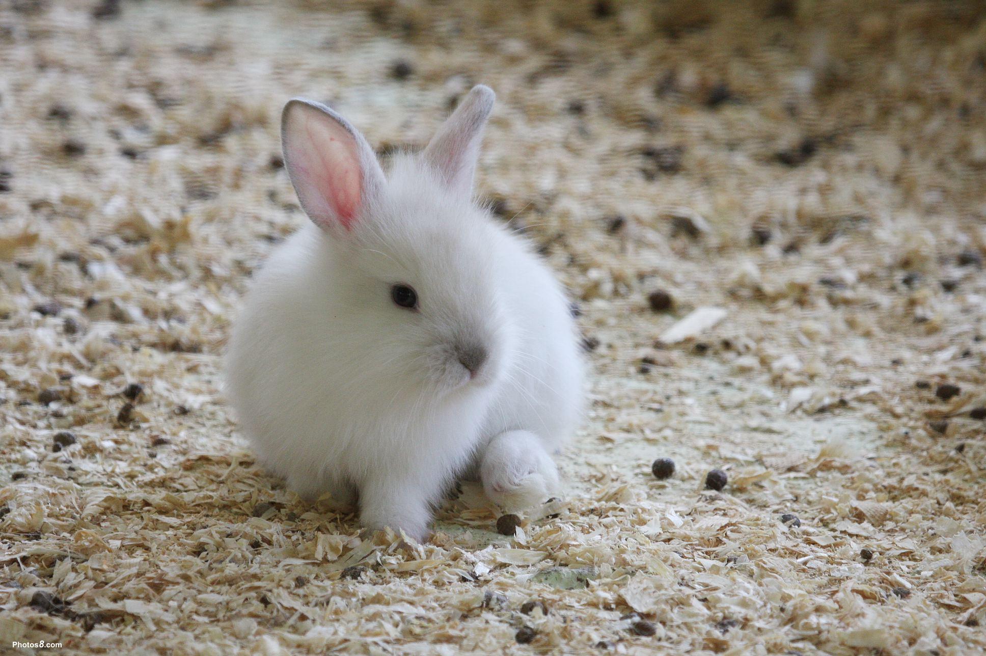 image For > Image Of White Rabbits