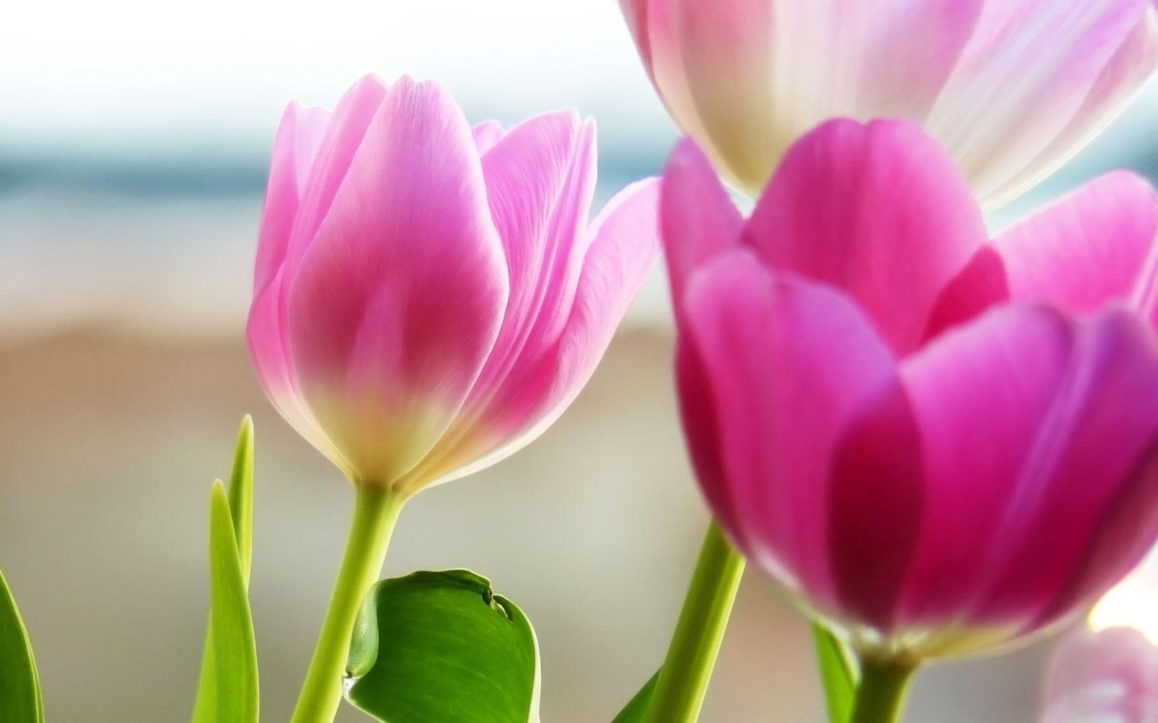 Flowers For > Pink Tulip Wallpaper