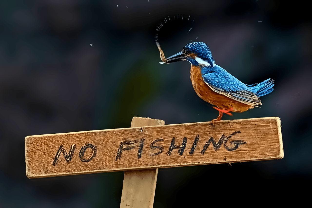 image For > Kingfisher Wallpaper 2013