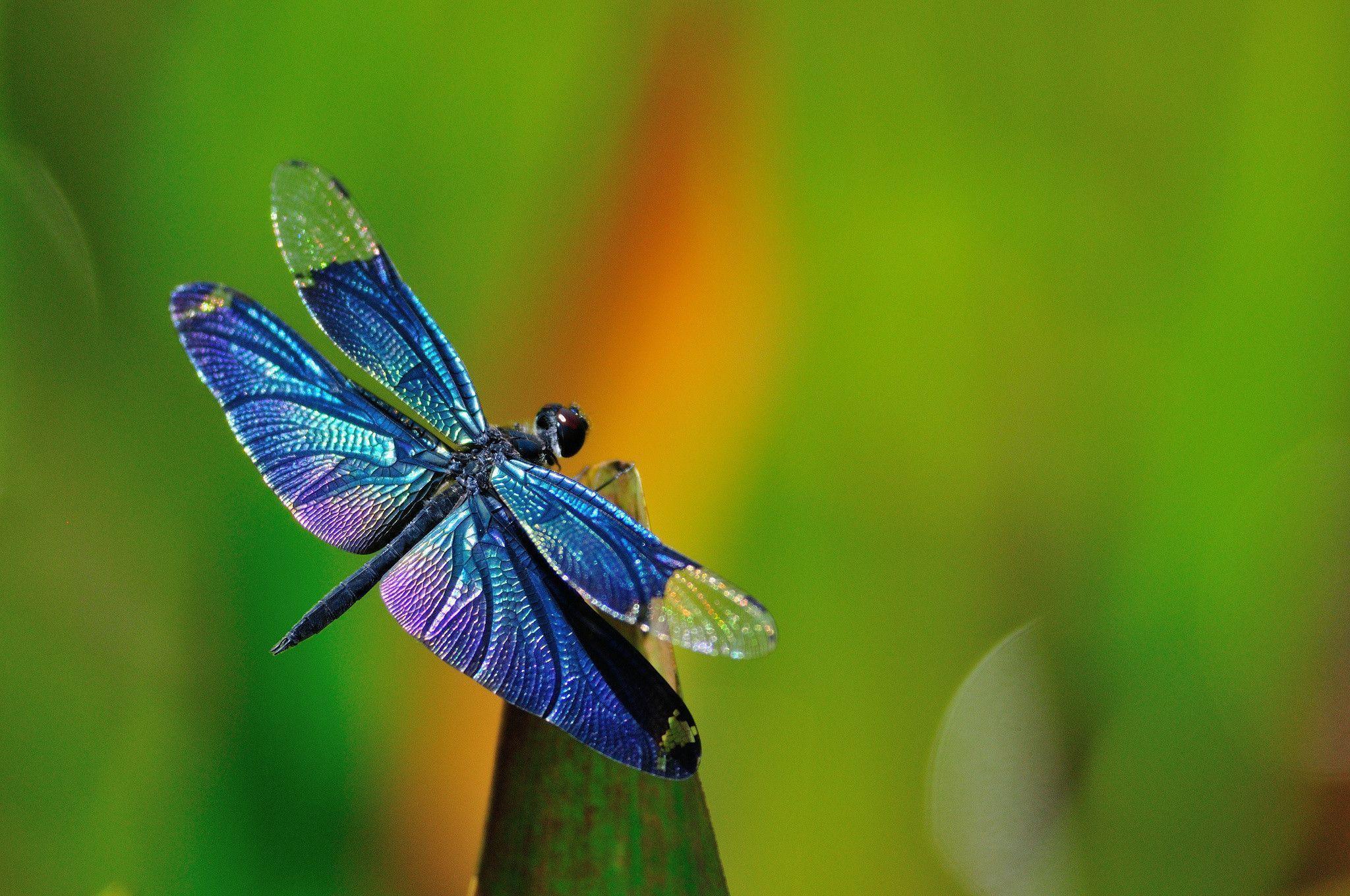 32527 Dragonfly Wallpaper Images Stock Photos  Vectors  Shutterstock