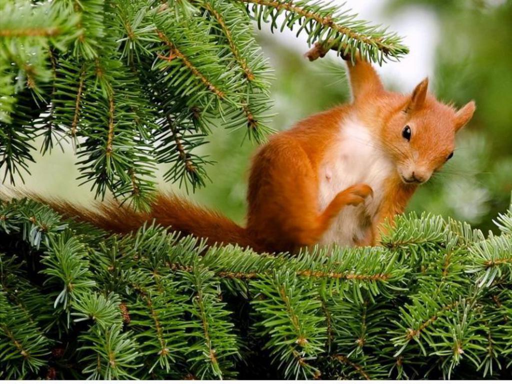 Red Squirrel HD Wallpaper