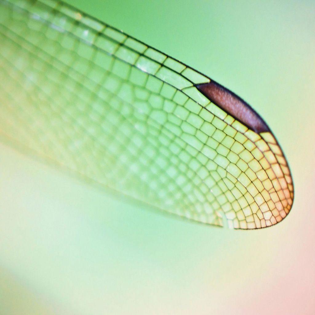 Closeup Dragonfly Wing, Animals Wallpaper, HD phone wallpaper