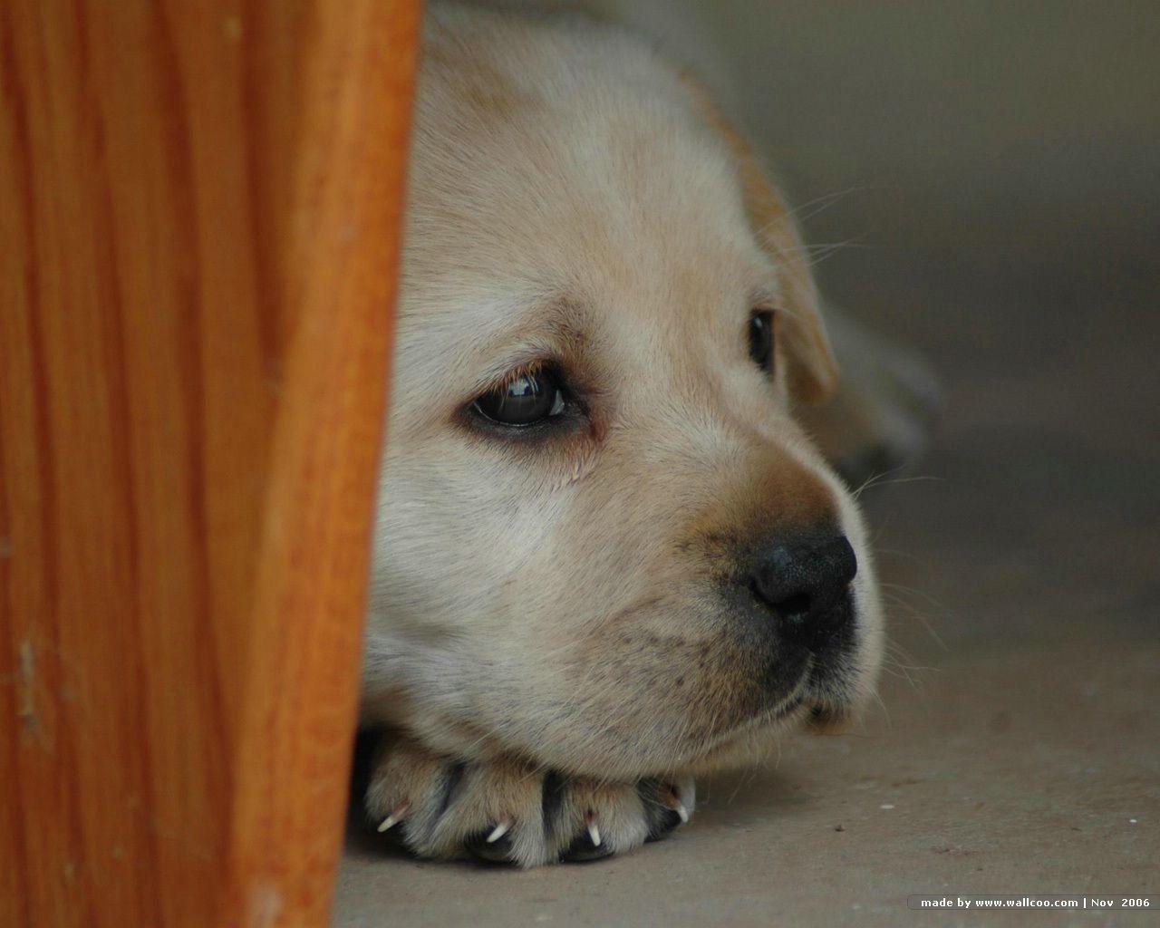 Lovely Labrador Retriever Puppies on Farm 1280x1024 NO.10 Desktop