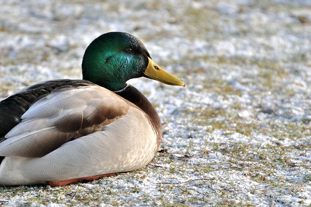 Free wallpaper Canard colvert mallard duck