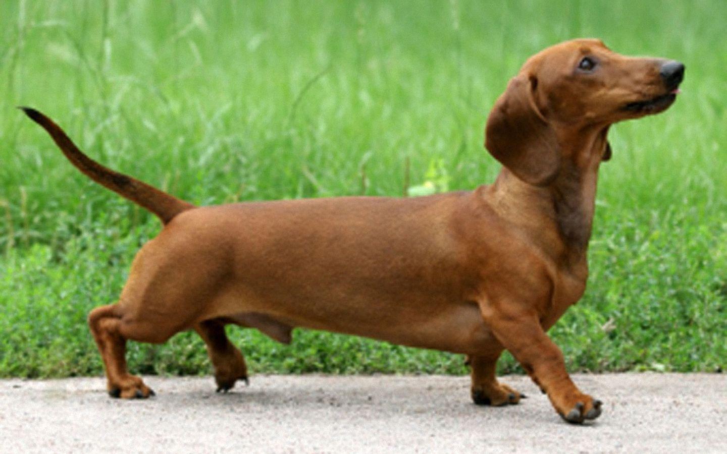 Dachshund Wallpapers 