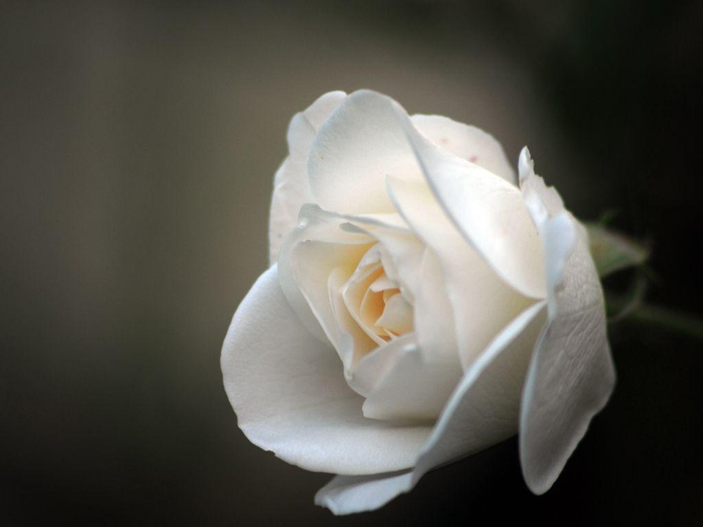 Beautiful White Rose Wallpaper. Piccry.com: Picture Idea Gallery