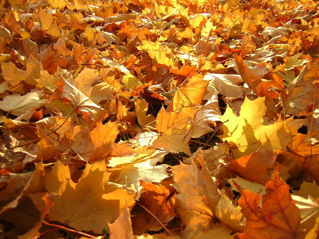 Autumn Leaves Picture and Wallpaper Items