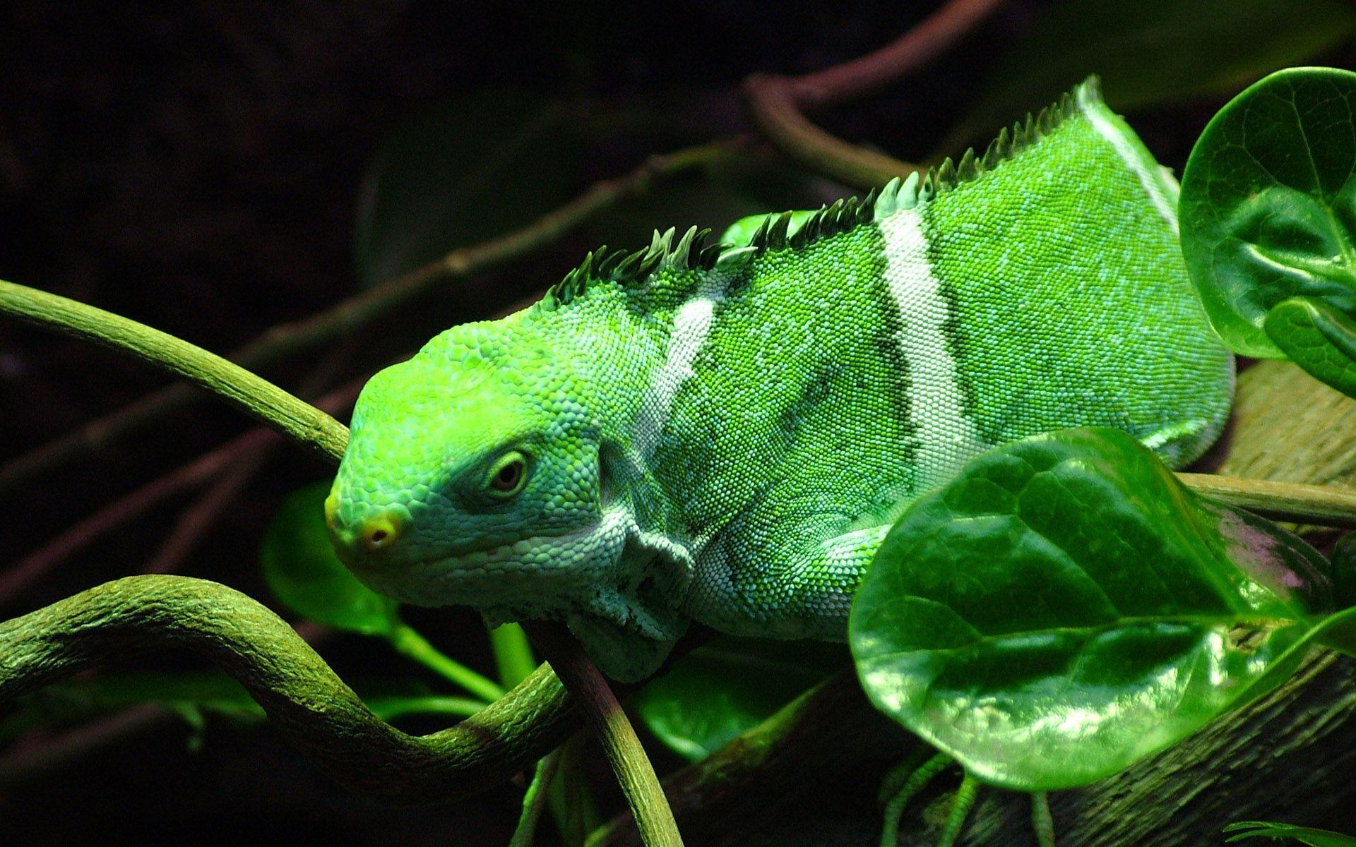 Iguana Wallpapers - Wallpaper Cave
