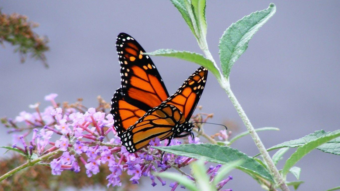 Monarch Butterfly Migration Wallpaper