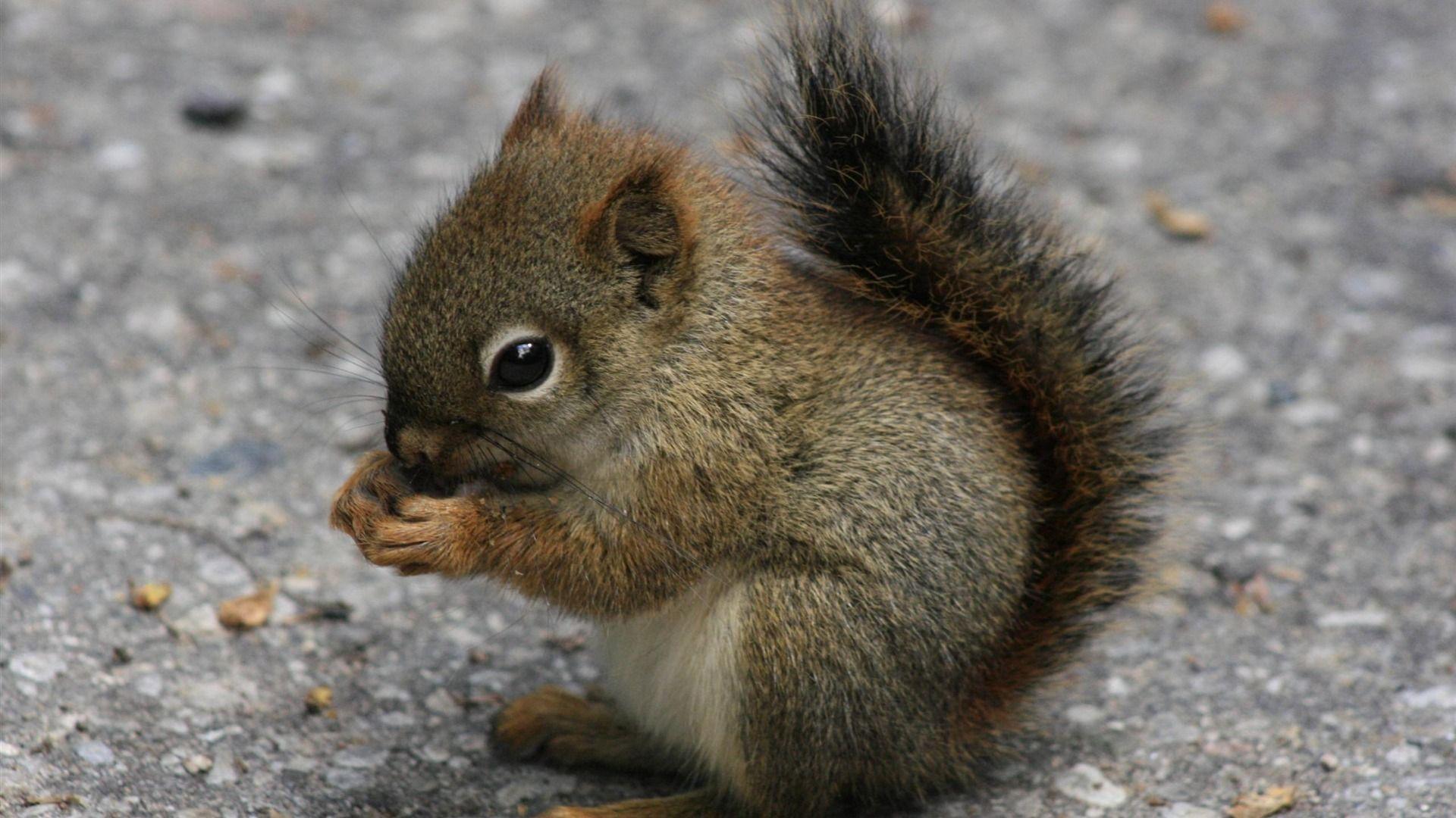 animal squirrel baby
