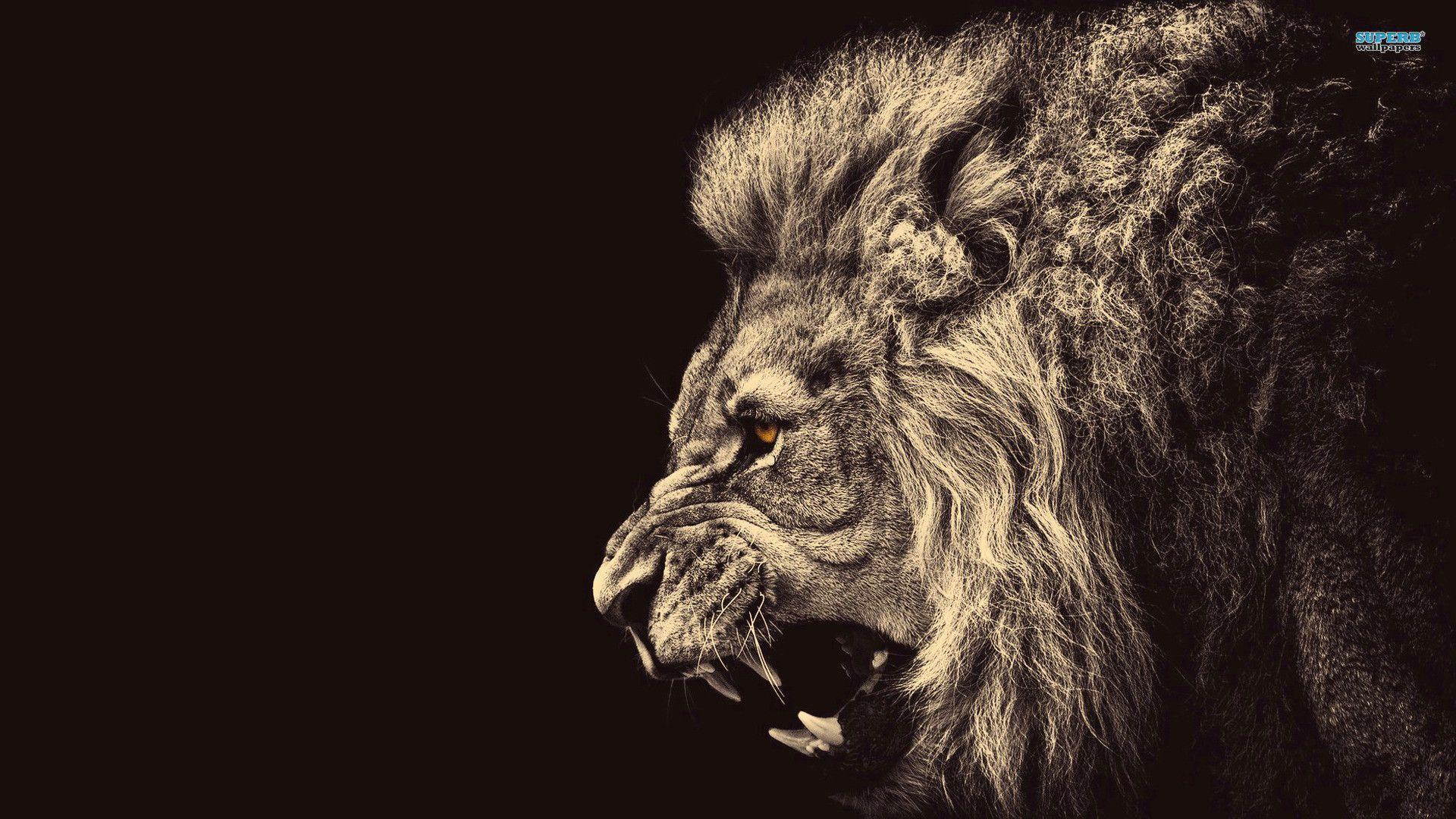 Lion wallpaper