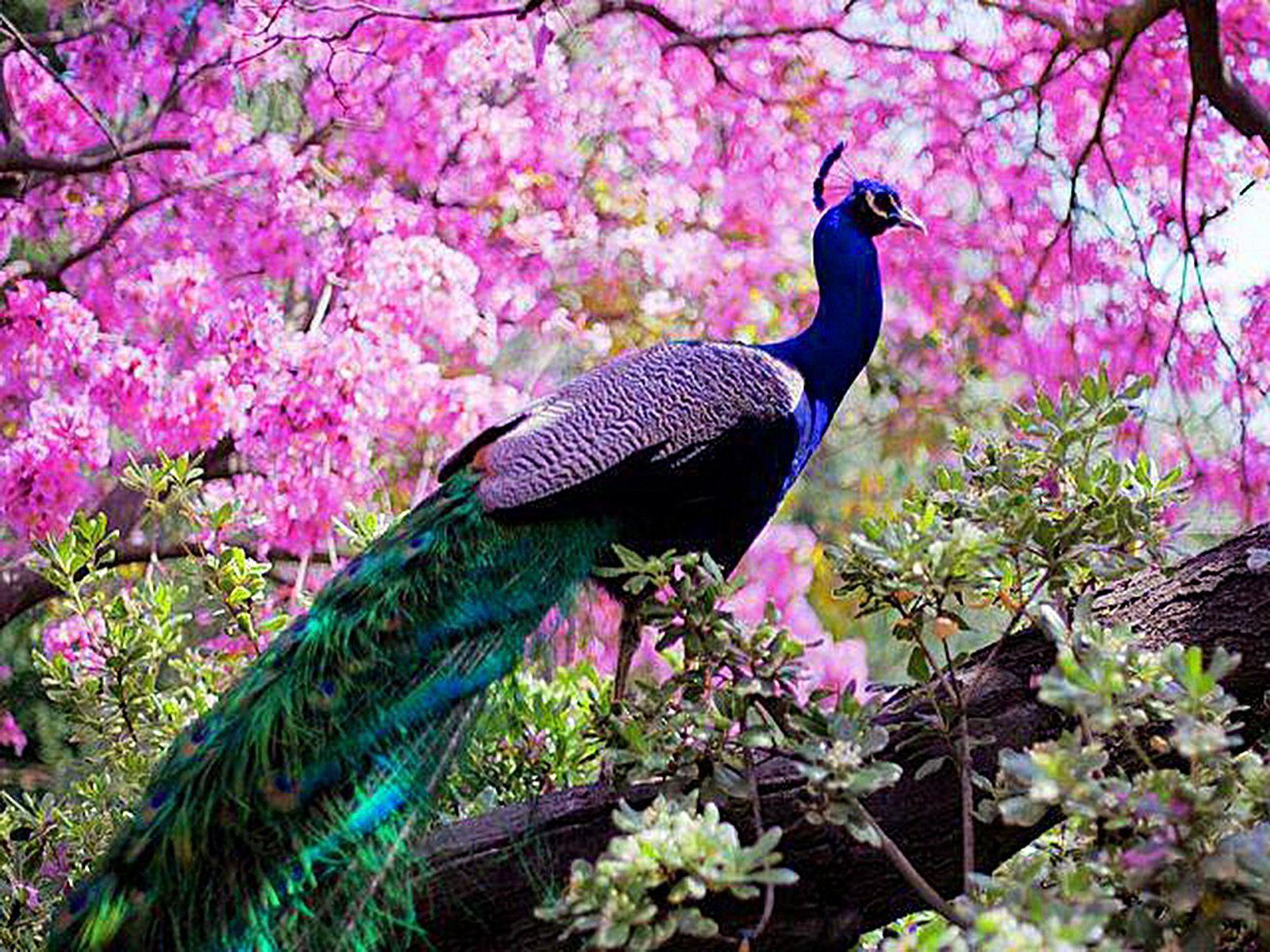 Peacock HD Wallpaper. Peacock Beautiful Image