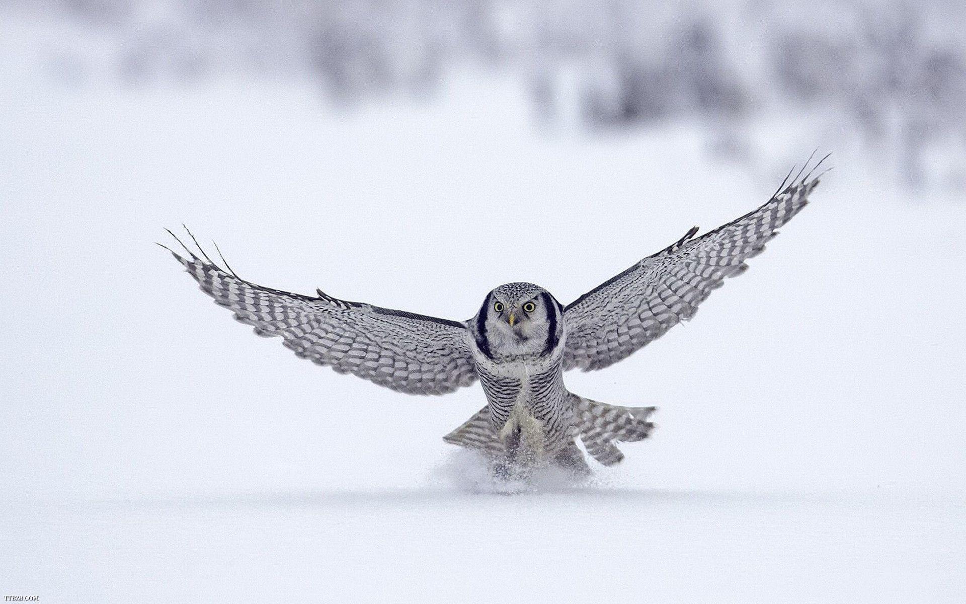 Download animal for your Computer Desktop Background