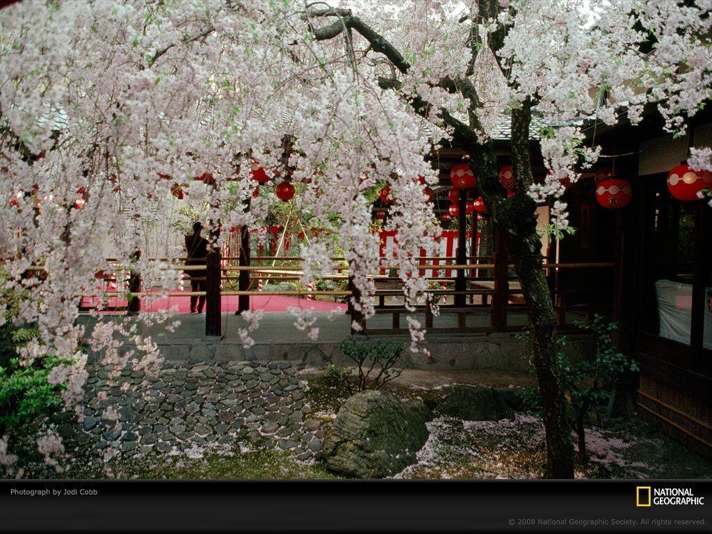 Cherry Blossoms Photo, Japanese Garden Wallpaper, Download, Photo