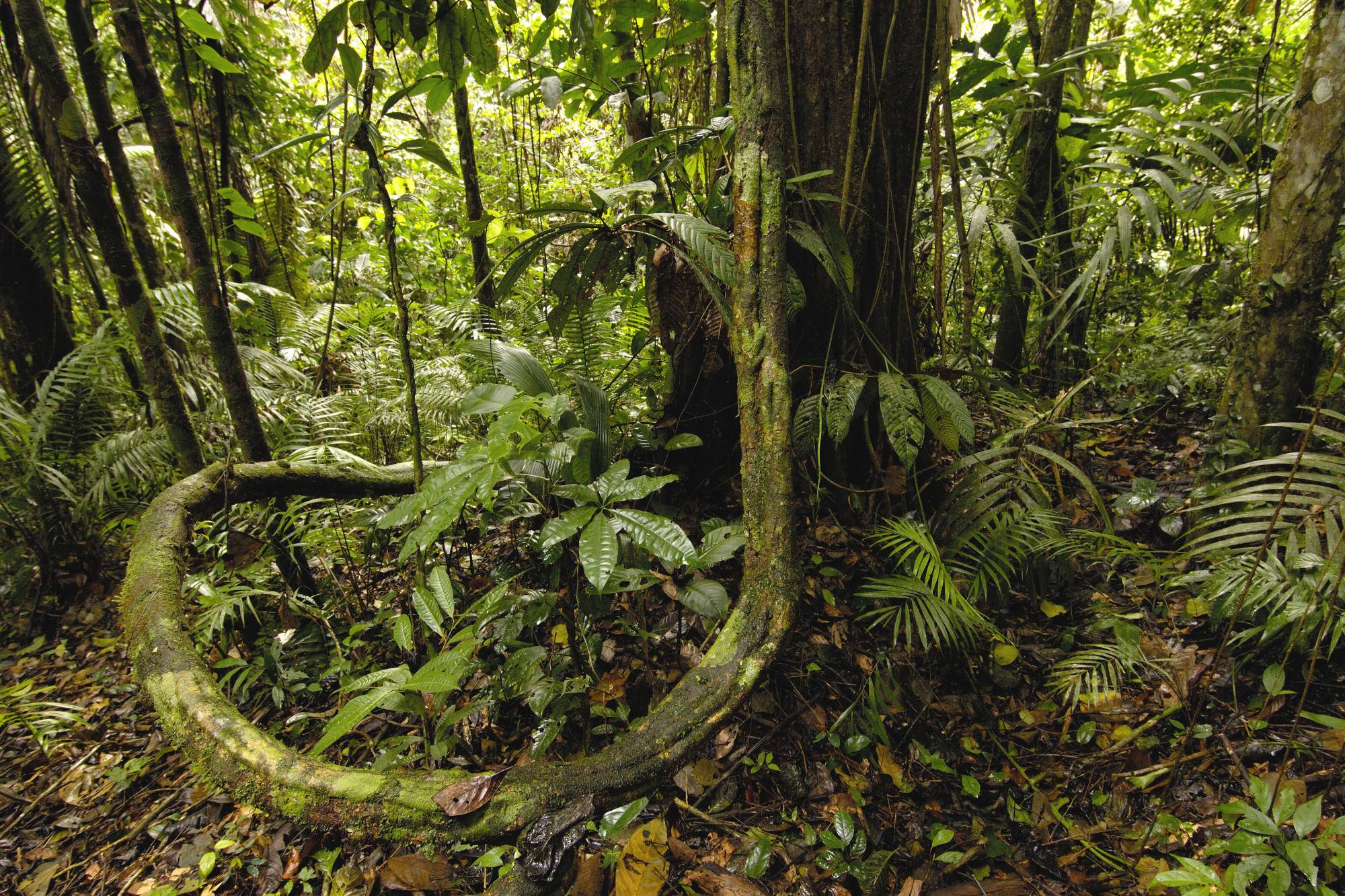 Jaguar in Amazon Rainforest Wide Wallpaper