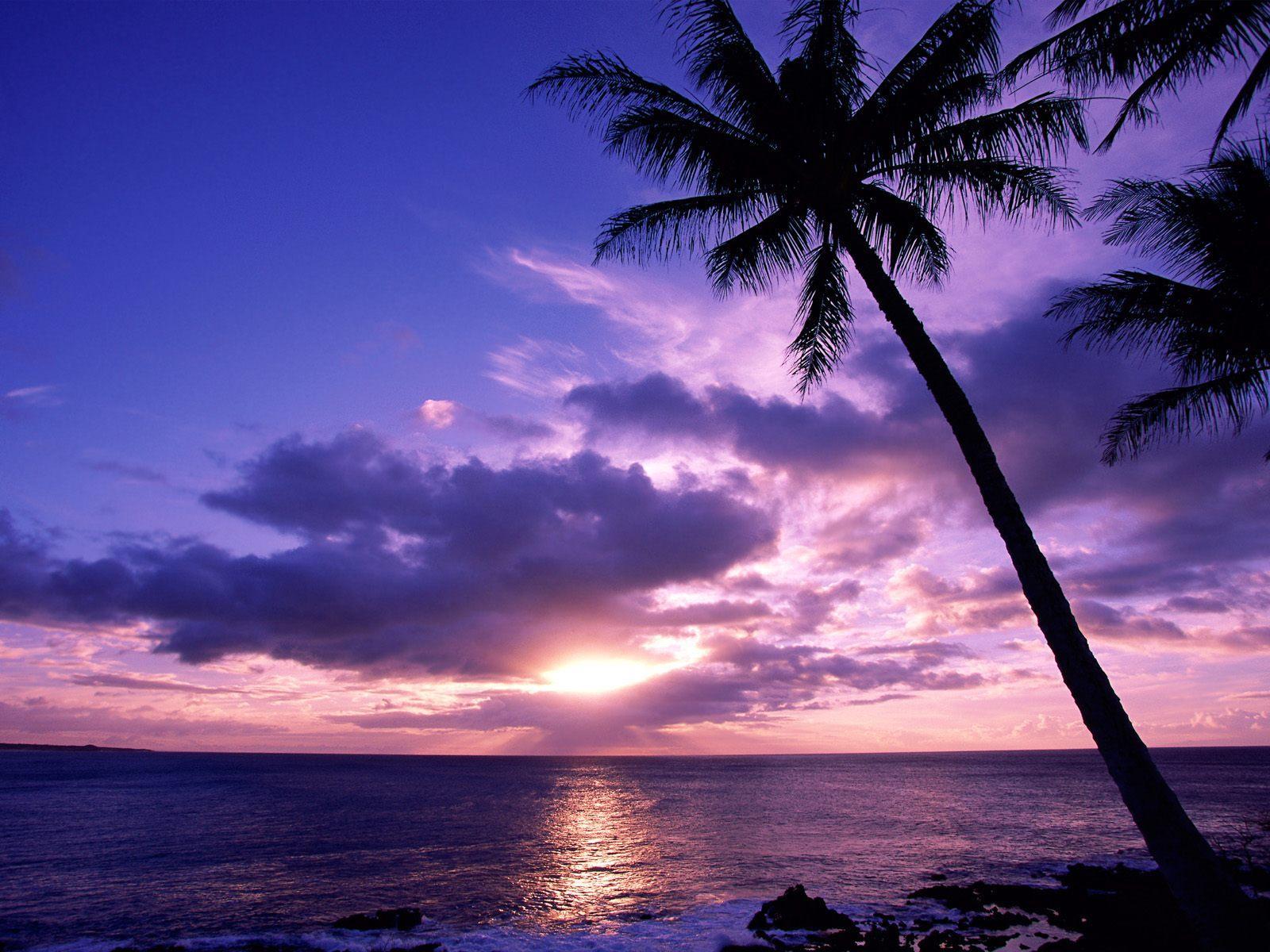 Tahitian paradise palm tree on beach free desktop background
