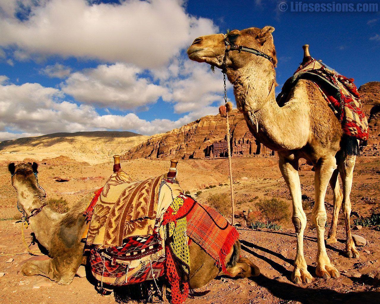 Petra Jordan Camel Wallpaper 1280x1024 px Free Download