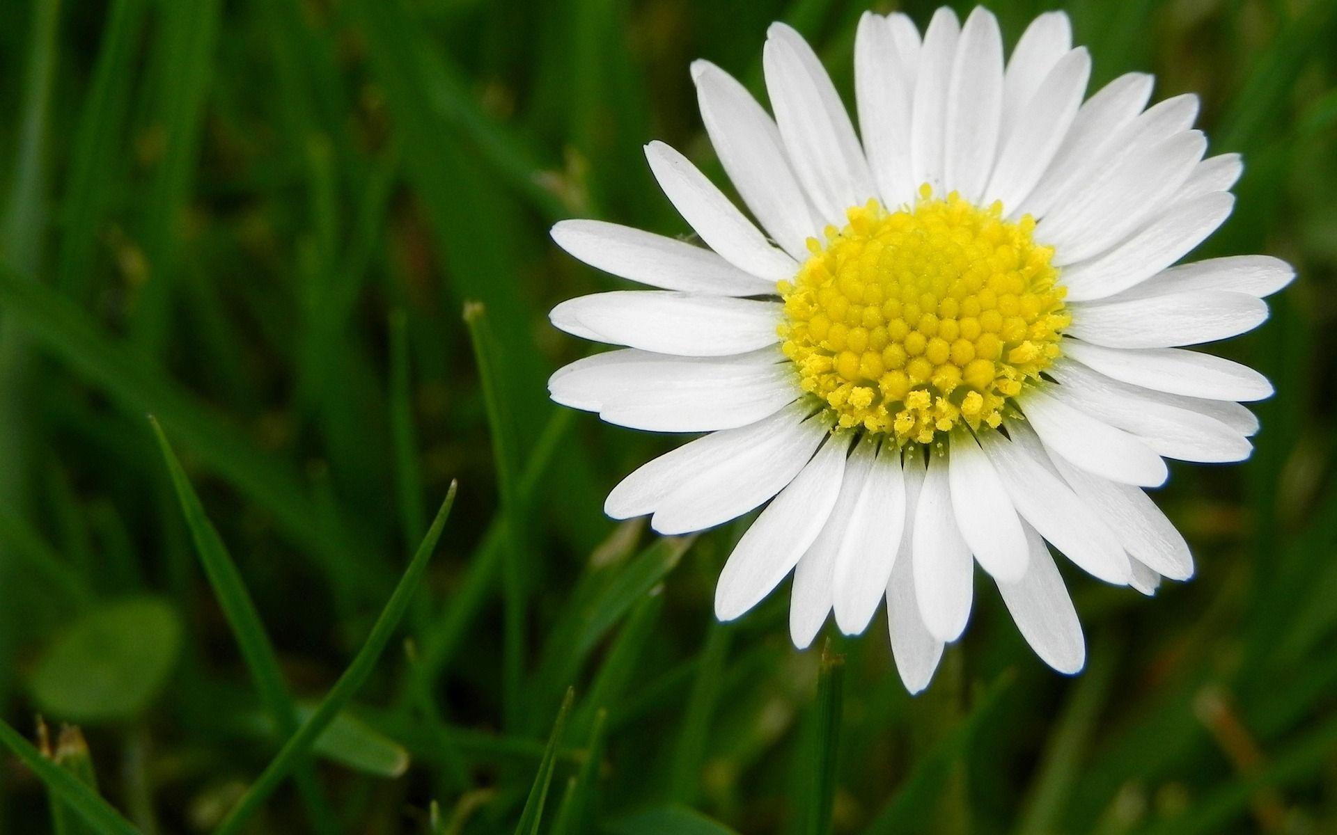 White Daisy Flower Pictures Wallpapers