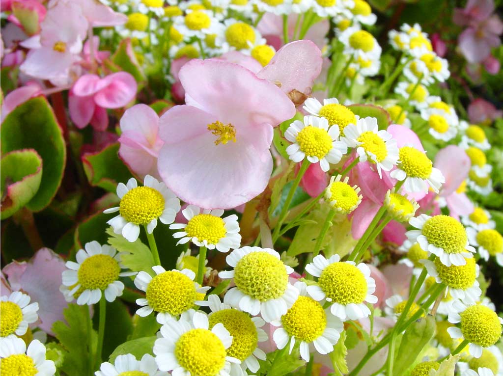 Beautiful Spring Flowers Wallpaper