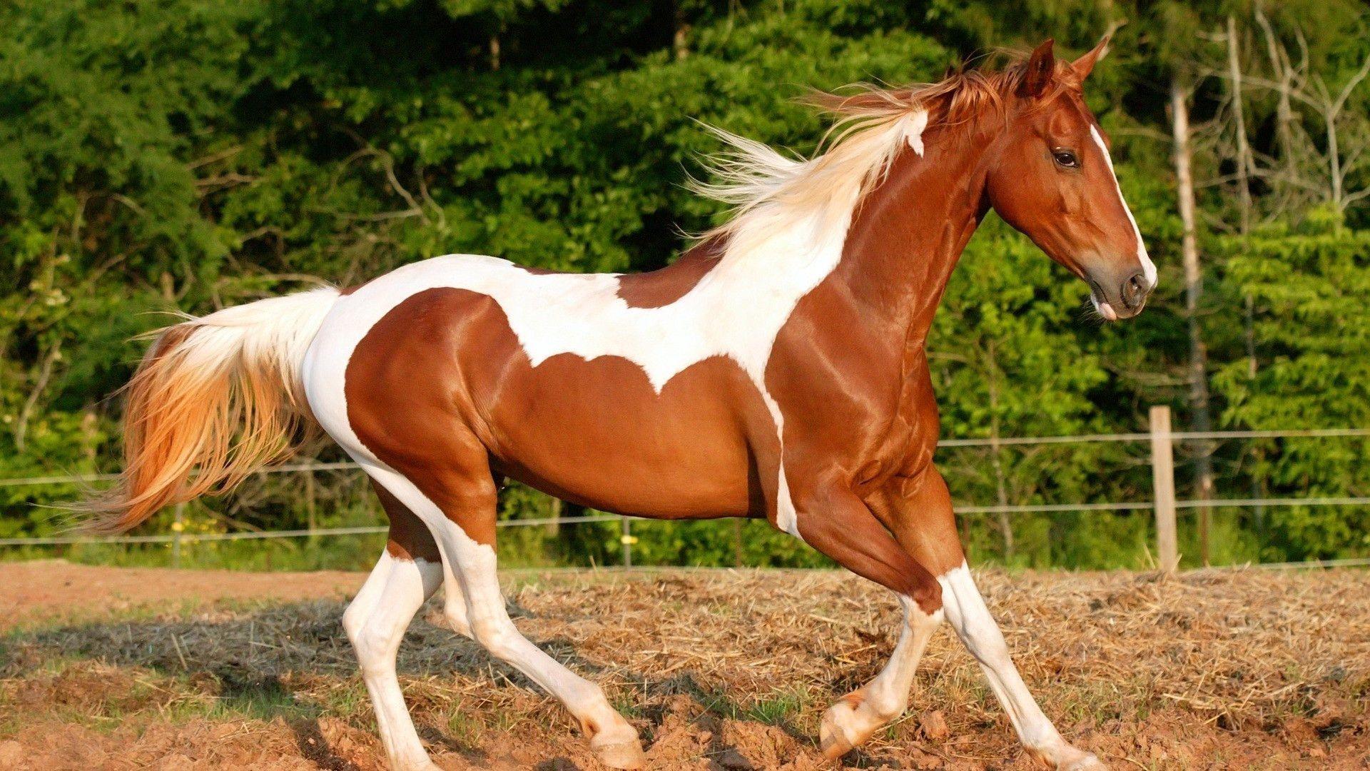 Beautiful horse wallpaper Wide or HD