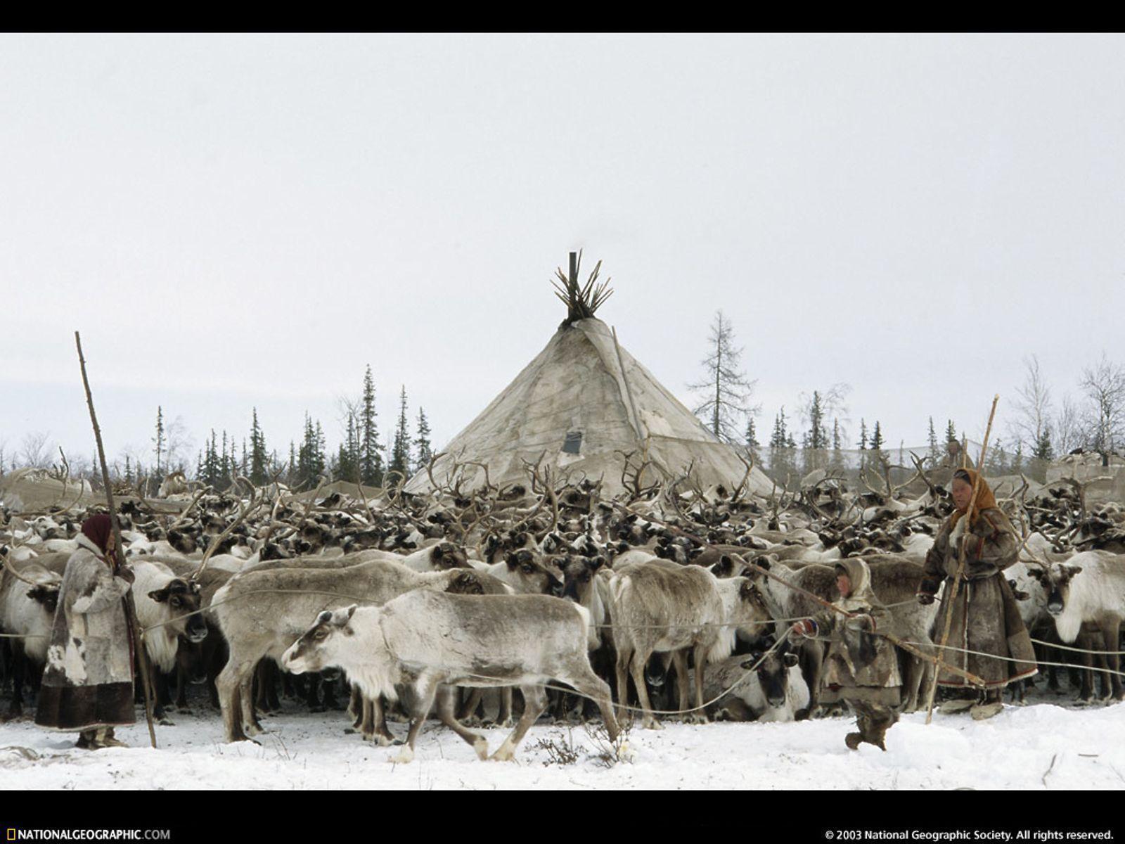 Reindeer Herd, Siberia, Russia, 1996.net quality