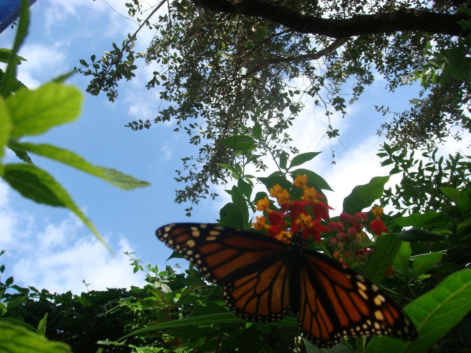 Butterfly Wallpaper Desktop Wallpaper