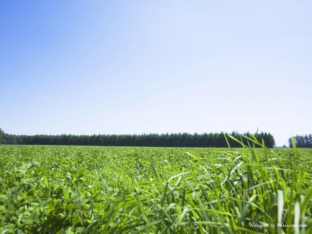 Summer Grassland Scenery Grassland Wallpaper 1024x768 NO